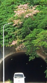 �g���l��������Ƀs���N�F�̍ʂ� �g�b�N���L���^�J�� ����E����s