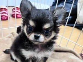 �u�y�b�g�E�y�b�g�p�i�����Ɓv�|�Y���ߋ�2�Ԗڂ�14�����������̒���ƕ��������y�b�g�̐��E�ɂ��e��