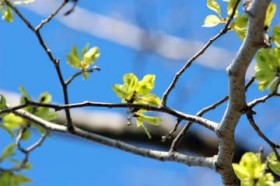 ���݂ǂ�̂����蔠���i175�j�n���j���@�Â����玩���A�����ɂ�