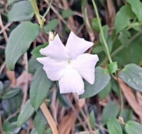 �����g���l���t�߂Ŕ����� �J�I���J�Y�����炫�ւ� ����E����s