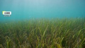 �C�̂�肩���u�A�}���v�ŖL���ȊC�����߂��@�����E�����ő�����c2026�N�t���ɂ�50cm�قǂɐ���