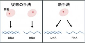 1�זE����DNA��RNA�𓯎���́@�O�d��ȂǐV��@�J���@�������J�j�Y���𖾂Ɋ���