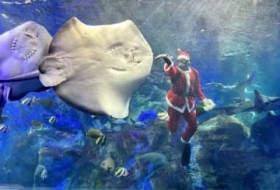 �y�Ζ����䂭2025�z�T���^�̑��蕨�ɃG�C���ɂ�����H�@�u���݂��܂��v�ŉ����_�C�o�[���a���y�啪���z