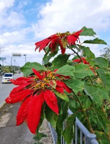 �N���X�}�X��Ԃ̃|�C���Z�`�A�A������^���Ԃɍʂ� ����E���[���̊쐣����