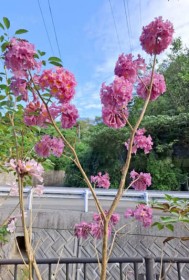 �u�ȉَq�݂����v ��Ƀs���N�̉Ԃ��f���� ����E�{�����Ń����C���C�y�[���J