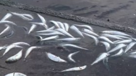 �y�Ȃ��H�C���V�Ɨ{�B������ʎ��z�C�́w�������x�Ńz�b�P��2000�C���S�Ł\����������ʂ̃C���V�Ŏ_�����q�g���E�g�T�[�������S�ł������`���r�n���̐l�́u�C���J�ɒǂ�������ꂽ�̂��ȁv���k�C�����O����