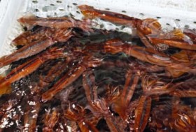 �����m�X�����C�J�A2.6�{�Ɂ@25�N�����A�����u��֍s�v�I��