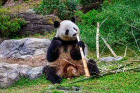 �y��쓮�����̃p���_�z�V���I�V���I�E���C���C��2026�N1���ԊҁI���X�g�̊ϗ��\��E���I���@�ƍŏI���J���܂Ƃ߁A�p���_�������[���ɁH