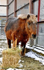 �q���̖叼�A�E�}�����ȁH�@�͖k�E�����������A�|�j�[�Ƀv���[���g