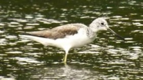 �F�̑��̃A�I�A�V�V�M�A�a�T���ɏW�� ����E����s�̃~�`�F�K�`�̊��� 