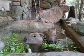 �u�����P���v�C���������Ȃ�?�@�J�s�o�������炵���p�@����o�C�I�p�[�N