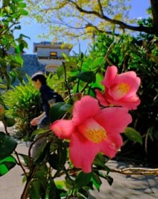 �~�̐�A�Ԃ��Ԃ��f���� �ߔe�E�񗢏�����Ńc�o�L���炫�n��