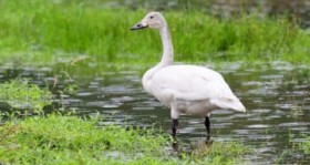 �����̃R�n�N�`���E �Ί_����1�H�m�F �q�V�N�C13�H�Ȃǂ�