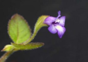 ��Ő��O�̐A���i���g�E�E���N�T�A���{�ɂ��������Ă����@�Ί_���Ŏ������匤���O���[�v�����߂Ĕ���