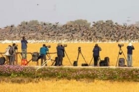 ?�z�΂̂قƂ�ŌQ����Ȃ��n�蒹�A���J���Ŋό��q����80���l�ȏ�\����