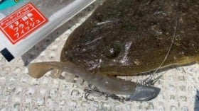 �G�r�̃p�^�p�^�����A���ɍČ�!! ���܂����ɏL���Ɩ��ł�����^�[�Q�b�g�Ɍ���?