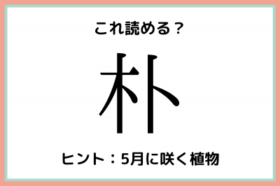 朴って何て読む 読めたらすごい 木へんの難読漢字 4選 Oricon News