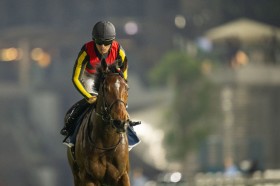 �y�h�o�C�V�[�}�N���V�b�N�z��c�u�n�͐���t�撣���Ă��܂����v���o�e�B�A�C�����h��3���s��