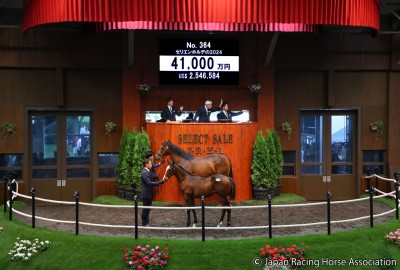 ⭐️定価143,000円⭐️ラリック⭐️未使用⭐️オブジェ⭐️置物⭐️馬⭐️最高級品⭐️セレブ⭐️ セレクトセール2024】2日間で289億超のレコード！当歳馬セリでは144億