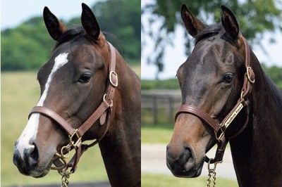 キタサンブラック キタサンブラック半弟、ドウデュース半妹など豪華布陣…インゼルTC が