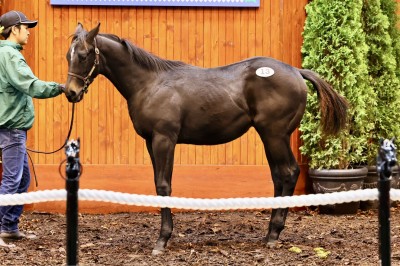 2024年下半期総集編　ドウデュース　GEM ○/18 2024年下半期総集編 ドウデュース GEM ○/18 2024年下半期総集編