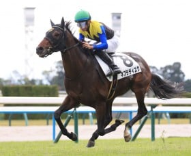 �y�V�n/���s6R�z���X�O���V���[���� �l�u���f�B�X�N���f�r���[V