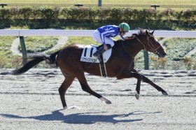 �y�V�n/����5R�z���[�A�R�� ���A���C�Y�J�~�I�����f�r���[V