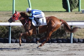 �y�V�n/���R6R�z�w�j�[�q���[�Y�Y�� �I���[�u�O���[�����f�r���[V