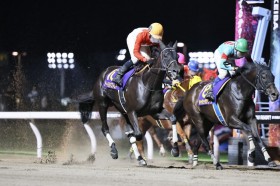 �y���ɏ����u�z�A�[�e���A�X�g���A��1�g1�Ԃ�