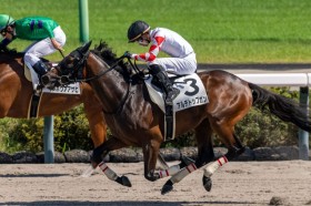 �y�V�n/���R6R�z�i�_���Y�� �A���f�g�b�v�K���������ȍ����؂�V