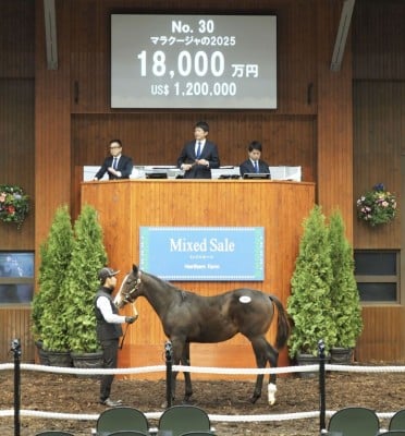 ミックスセール2025】キタサンブラック産駒良血馬に1億8000万円