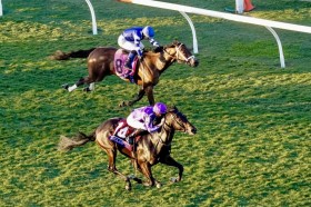 �yBC�W���x�i�C���^�[�t�z�ؑ��a�m�R��̕����X�^�[�N�R���g���X�g��2���c�X�~�����R��̃O�X�^�[�h���l�C�ɉ�����