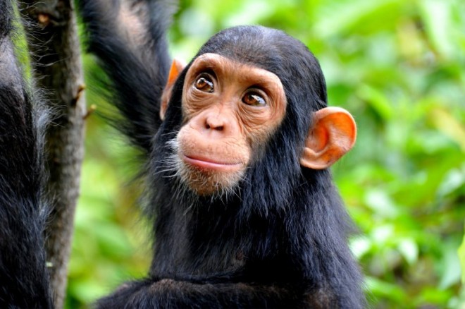 手を洗わず、自分のウンコも食べる…不衛生なチンパンジーは、なぜ人間