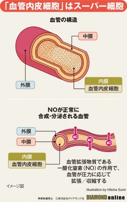 認知症にもつながる!?毛細血管が消える「ゴースト血管化」の恐怖