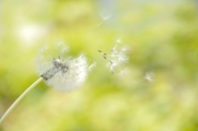 �{�c�@��Y�A���V�@�g�A���������c�c�N�������Ă���Ȃ������y���̎l�΁z�̋����ׂ�����