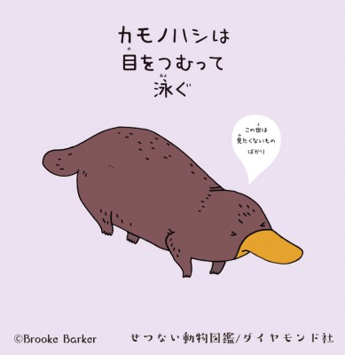 カモノハシは目をつむって泳ぐ って知ってました 個性的すぎる生態が おもしろすぎる Oricon News