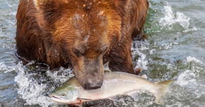 クマに襲われた人たちのリアルに怖い体験談 Oricon News