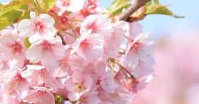 �匴�N�q�A�r�c�G���C�U����2019�N�V���Ј��̑���͉��̕��@�����J�I�l�΂́u���C�y�v���炢�����傤�ǂ����H