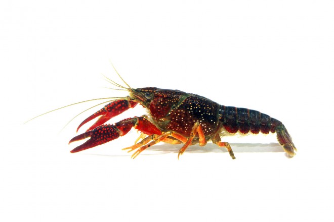 奇跡的に生きのびた「陸のザリガニ」とは？ | オリコンニュース