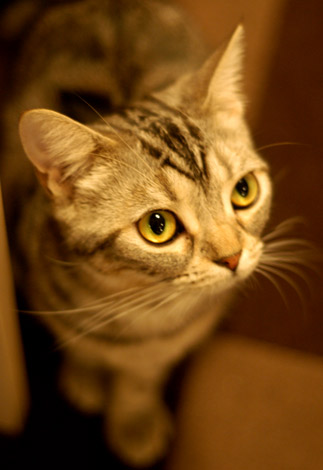 画像 写真 人々を癒しの世界へ 猫カフェ が人気 1枚目 Oricon News
