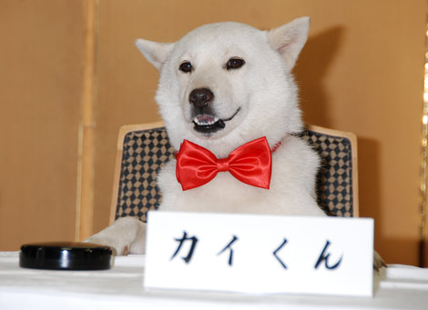 白戸家のお父さん犬 カイくん が初の主演dvd発売 契約書に肉球で押印 Oricon News