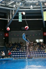 �g���ׂȂ��C���J�h���b�L�[���񂪎���