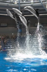 ���O�͒��ԂƋ��Ɋϋq���y���܂����@