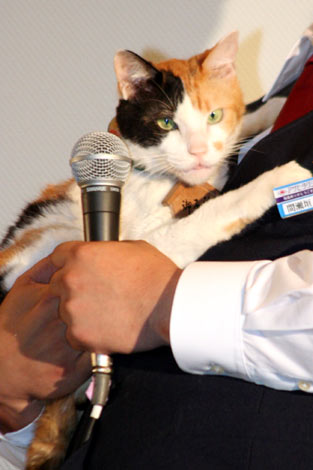 画像 写真 カンニング竹山 超売れっ子タレント猫 みーすけに嫉妬 3枚目 Oricon News
