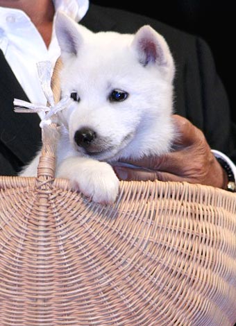 画像 写真 お父さん犬カイくんjr ソラくん ユメちゃんが生後2ヶ月でデビュー 3枚目 Oricon News