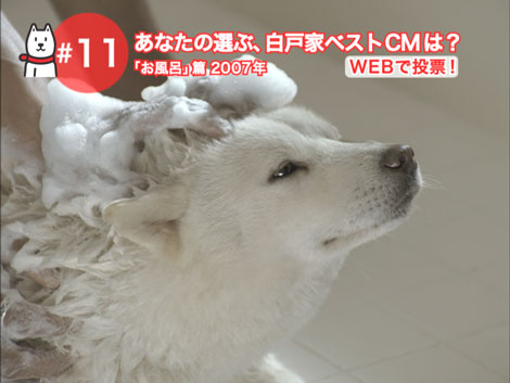 白戸家 Cmシリーズを一挙公開 懐かしの1本から最新作まで約40本放送 Oricon News