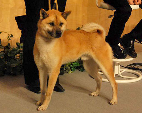 錦戸亮主演ドラマの会見に南相馬の迷い犬 アーツが参加 Oricon News