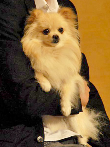 画像 写真 錦戸亮主演ドラマの会見に南相馬の迷い犬 アーツが参加 7枚目 Oricon News