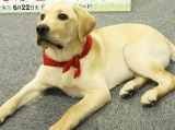 ポチたま 3代目旅犬 まさはる君がデビュー Oricon News