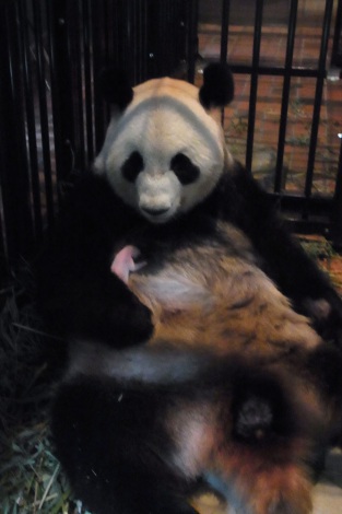 ジャイアントパンダの赤ちゃん死ぬ 上野動物園発表 ライフ関連ニュース オリコン顧客満足度ランキング